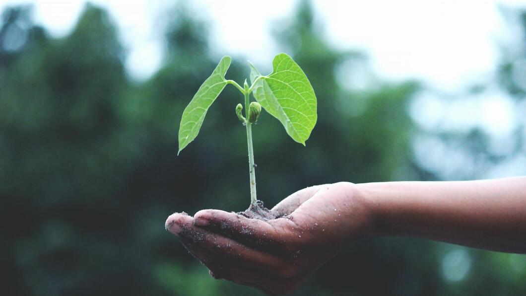 Foto van iemand die een plantje op zijn hand laat groeien.