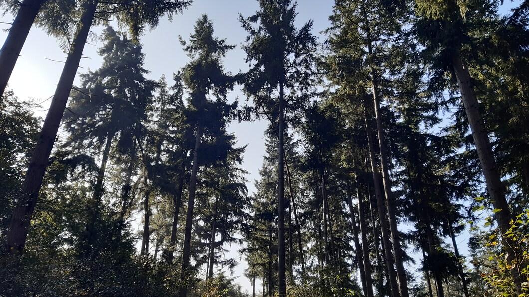 Bomen in het Baarnse bos.