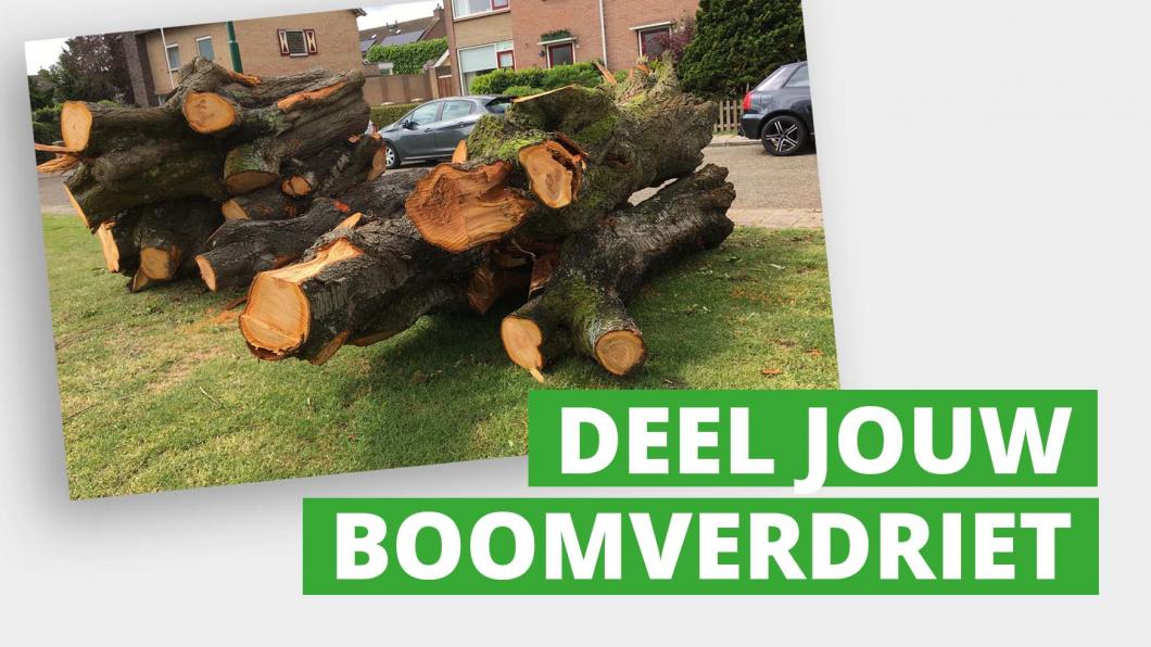 Bomenkap.jpg