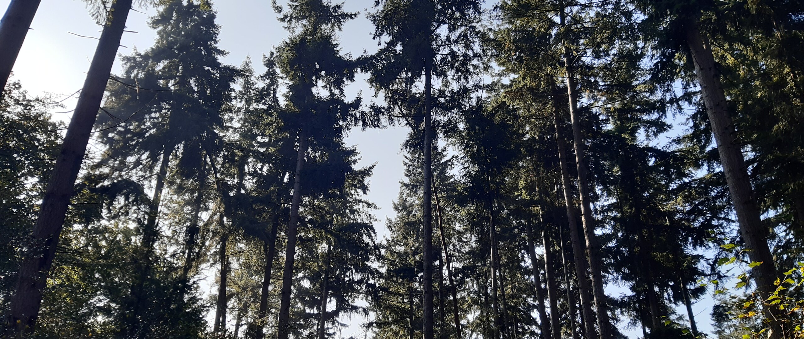 Bomen in het Baarnse bos.