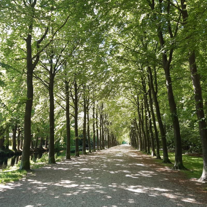 Foto van bomenlaan bij landgoed Groeneveld.